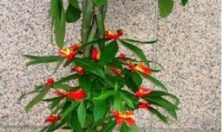 吸收二氧化碳的植物 吸收二氧化碳的植物